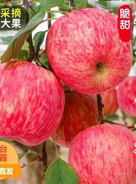 正宗山东烟台红富士冰糖苹果脆甜香一级皮薄新鲜水果5斤10斤 包邮