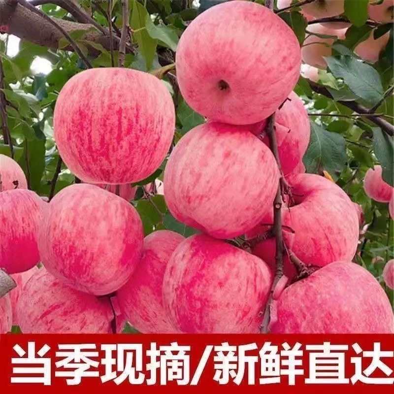 山东红富士脆甜苹果特级大果新鲜现摘水果当季整箱批发包邮小国光
