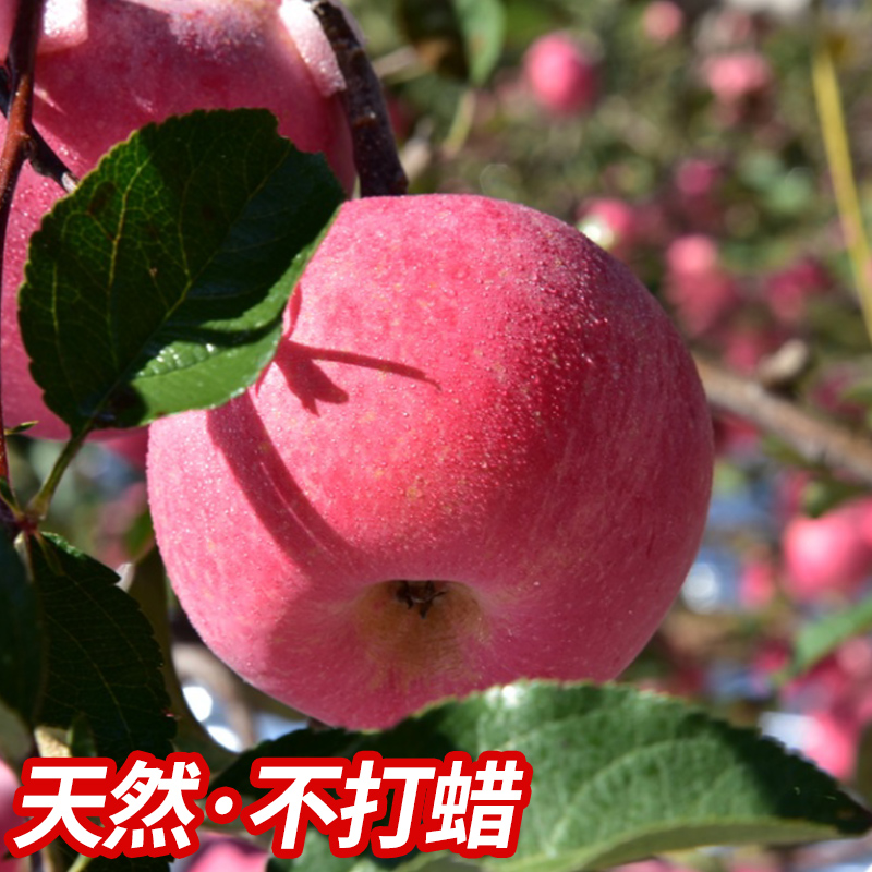 烟台苹果水果山东栖霞红富士新鲜脆甜不打蜡特产孕妇水果80果5斤