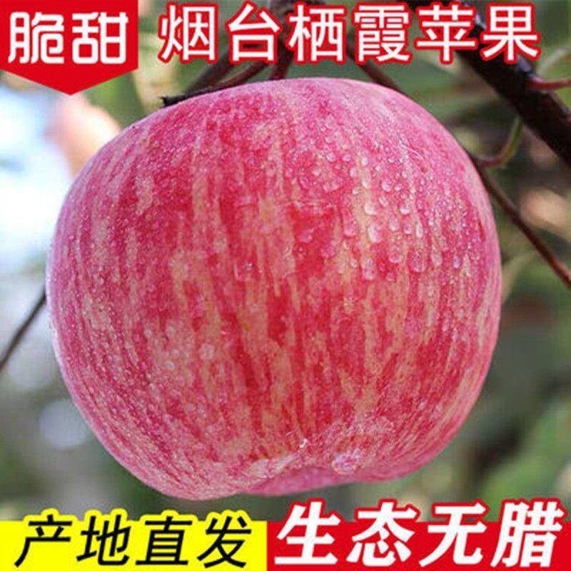 正宗山东烟台栖霞精品红富士苹果水果新鲜脆甜条纹红应季产地直发