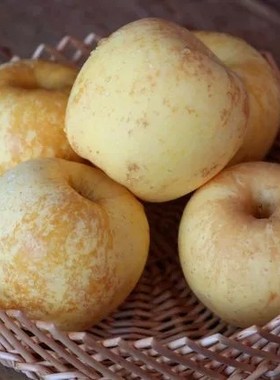 维纳斯黄金奶油苹果新鲜苹果水果整箱当季山东富士冰糖心丑苹EIMI