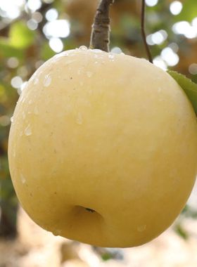 奶油富士苹果山东烟台黄金奶油富士黄苹果白色新鲜脆甜水果