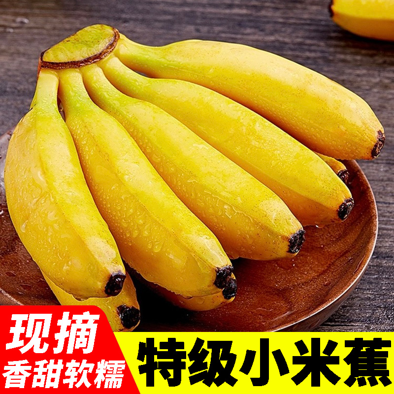 正宗广西小米蕉香蕉 现摘新鲜水果芭蕉 皇帝苹果蕉特大果整串10斤