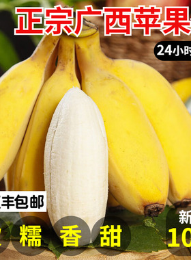 正宗苹果蕉香蕉新鲜9斤包邮当季水果广东自然熟粉蕉特大果banana
