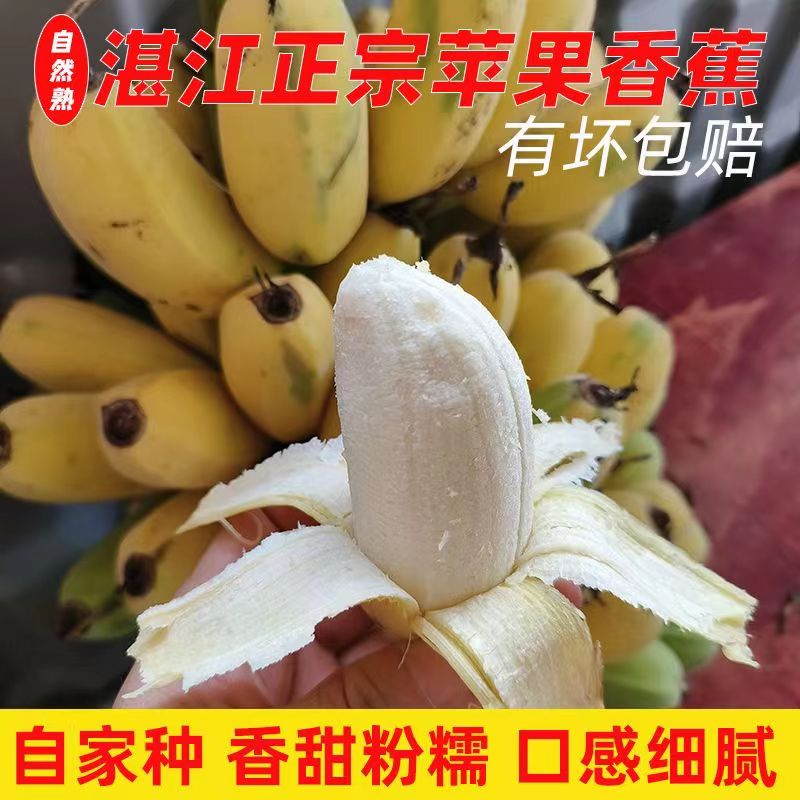 正宗苹果蕉大果 肥大饱满香蕉新鲜5斤自然熟当季水果粉蕉小米芭蕉