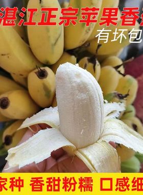正宗苹果蕉大果 肥大饱满香蕉新鲜5斤自然熟当季水果粉蕉小米芭蕉