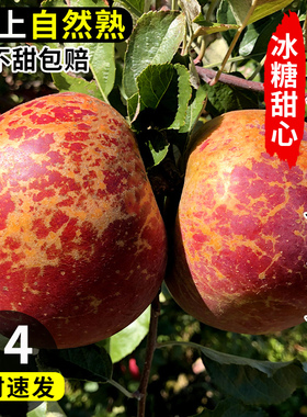 【胡鲜森】四川大凉山丑苹果中大果8斤新鲜当季水果盐源红富士冰糖心丑平果