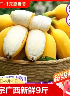 正宗广西苹果蕉香蕉新鲜9斤自然熟当季现摘孕妇甜芭蕉大水果整箱