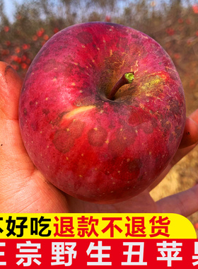 红富士野生丑苹果水果新鲜当季现摘整箱10斤冰糖心山西吉县壶口平
