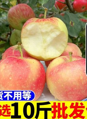 【新货】嘎啦苹果水果批发新鲜脆甜一整箱应季山西红富士丑萍平小