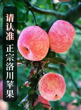 整箱平现水果新鲜苹果洛川红富士陕西摘10斤正宗甜苹果当季脆
