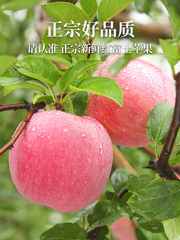 红富士苹果水果新鲜应当季整箱10脆甜冰糖心丑平萍果现斤