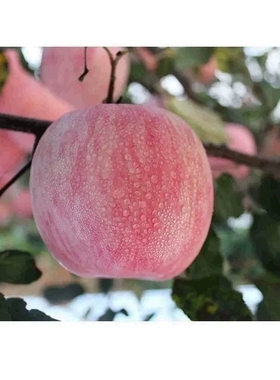 4斤山东烟台蓬莱红富士苹果新鲜苹果水果75#果红富士苹果平苹萍
