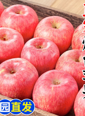 山东烟台红富士苹果10斤水果新鲜整箱包邮应当季栖霞冰糖心平萍果