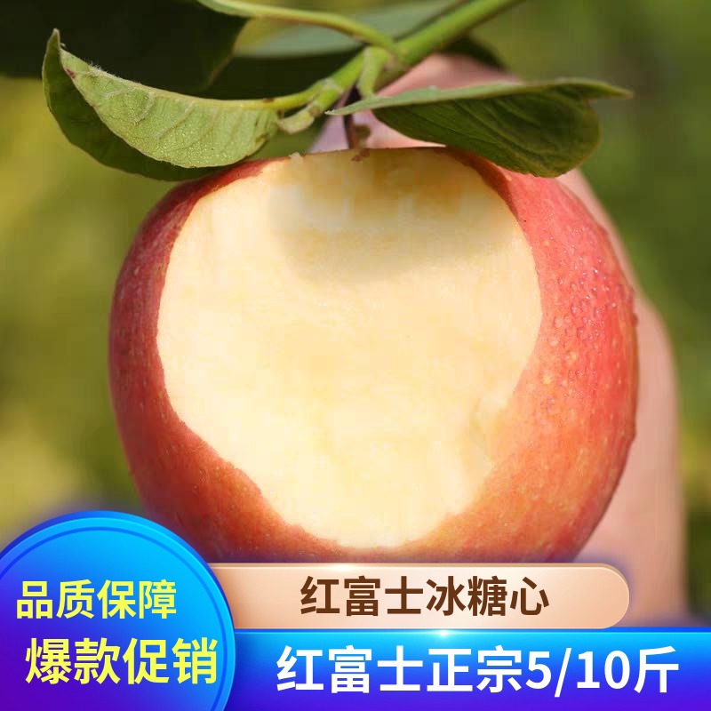 新货红富士苹果10斤孕妇水果新鲜当季一整箱青红富士脆甜丑平苹