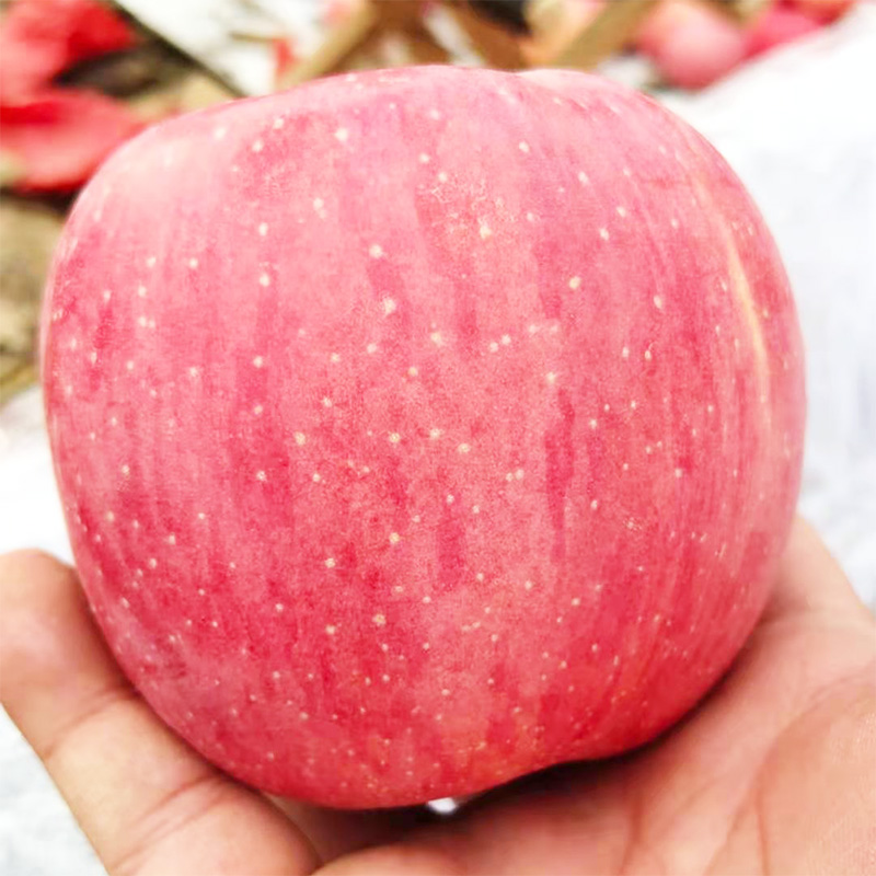 陕西洛川苹果红富士新鲜现摘水果整箱脆甜冰糖心5斤10斤包邮
