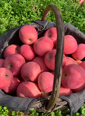 陕西洛川苹果红富士水果新鲜脆甜多汁应当季5斤整箱10斤包邮