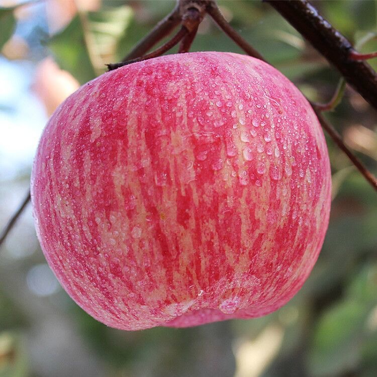 我们的果子店洛川红富士新鲜苹果10斤脆甜包邮陕西当季水果整箱