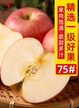 陕西洛川当季红富士苹果新鲜脆甜大苹果孕妇水果10斤大果批发包邮