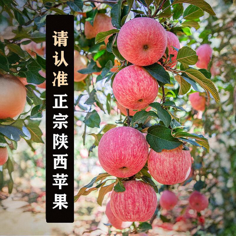 陕西洛川红富士苹果新鲜水果包邮丑冰糖心脆甜多汁10斤2024年热卖