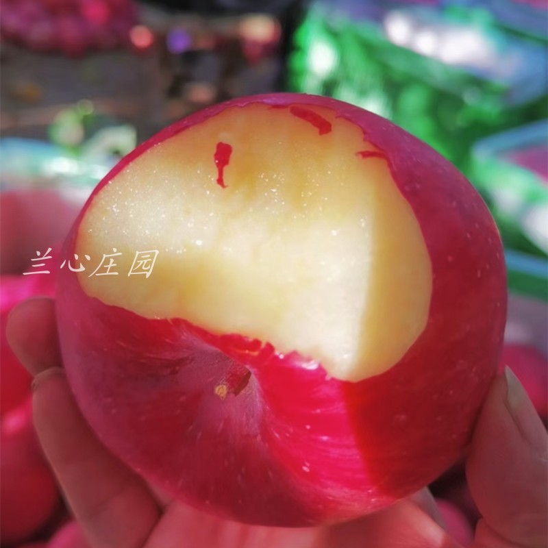 甘肃庆阳红富士苹果非烟台陕西新鲜水果当季脆甜10斤整箱精品包邮