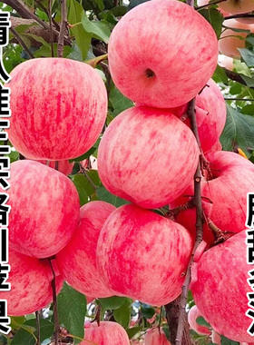 正宗陕西洛川苹果新鲜水果应当季红富士脆甜冰糖心9斤整箱包邮10