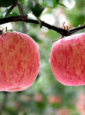 苹果新鲜水果正宗陕西洛川红富士当季整箱冰糖心一级脆甜10斤包邮
