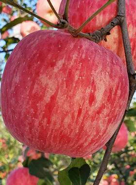 正宗马栏红富士苹果新鲜水果脆甜整箱10斤陕西当季农产品包邮孕妇