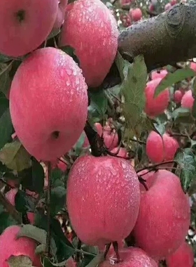 正宗陕西洛川当季红富士苹果新鲜一级水果脆甜冰糖心包邮10斤苹果