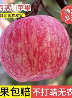 陕西洛川红富士苹果一级商品新鲜应季水果10斤装脆甜多汁精品包邮