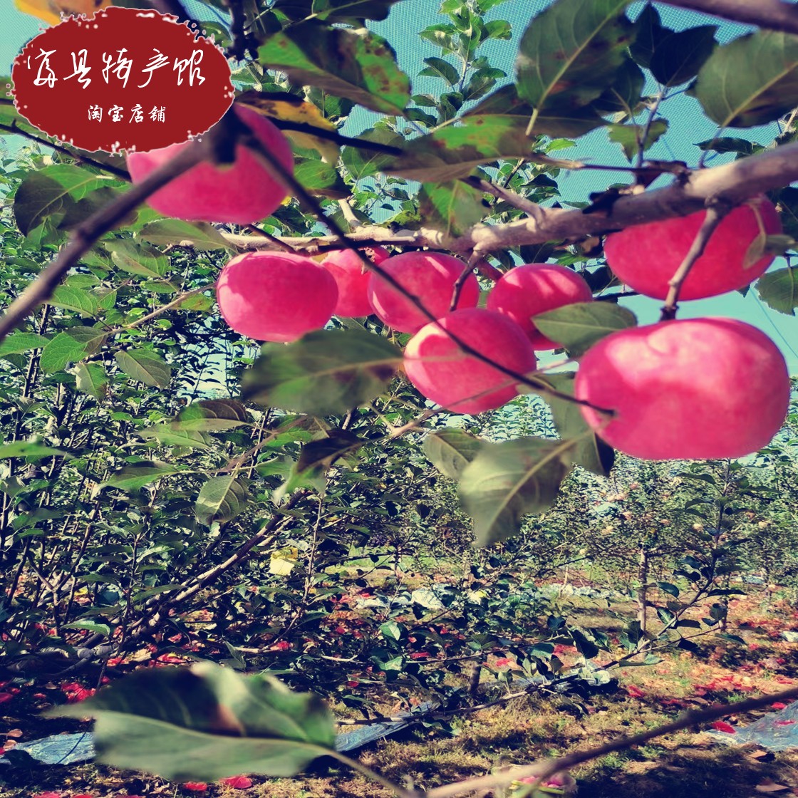 新鲜苹果水果整箱当季陕西洛川正宗红富士冰糖心脆甜一级10斤包邮