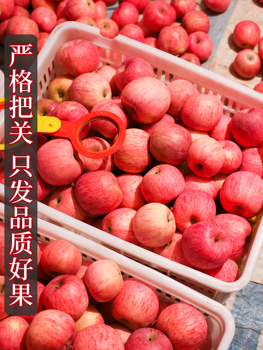 正宗陕西洛川苹果水果新鲜整箱当季红富士冰糖心脆甜10斤包邮