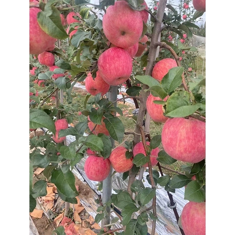 新果子正宗陕西洛川红富士苹果10斤整箱包邮脆甜新鲜当季水果