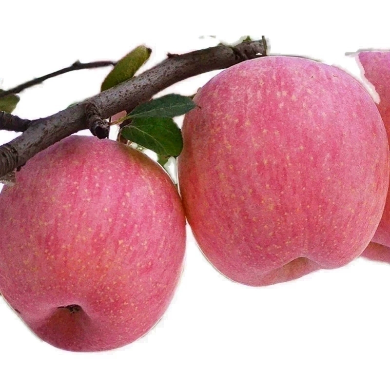 槐乡永寿陕西红富士苹果水果新鲜10斤装当季脆甜水果整箱包邮