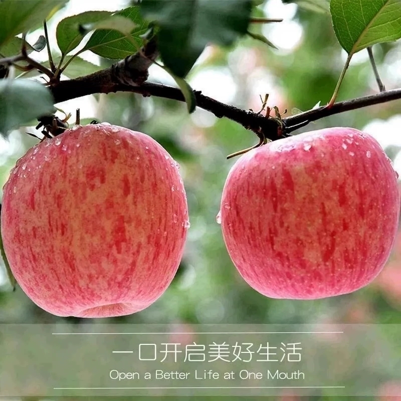 陕西洛川红富士苹果10斤新鲜包邮当季正宗冰糖心脆甜一级整箱水果