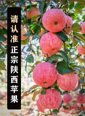 陕西洛川红富士苹果新鲜水果包邮丑冰糖心脆甜多汁10斤2024年热卖