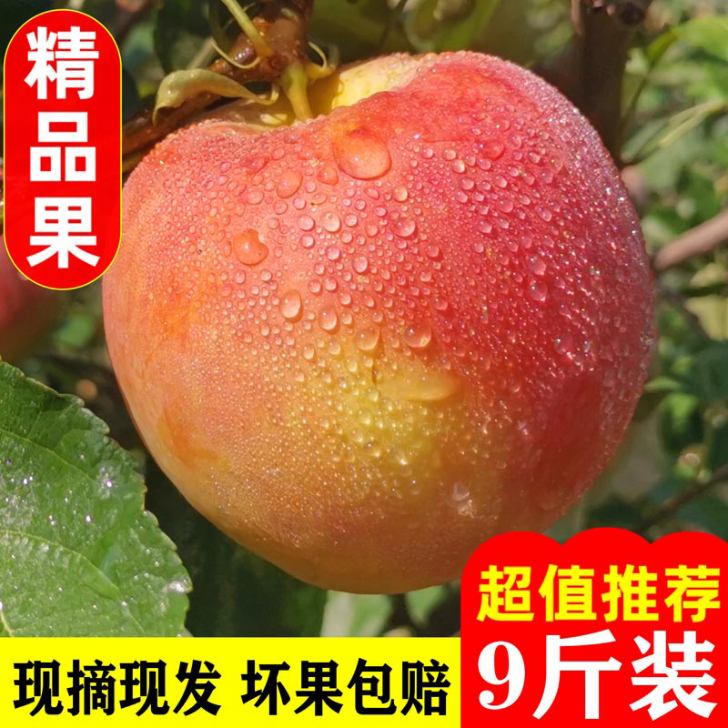 新鲜红富士苹果冰糖心应当季水果现摘嘎啦青脆甜丑平果5斤装整箱