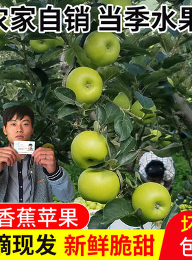 青苹果新鲜水果新鲜脆甜当季整箱云南昭通青香蕉苹果孕妇宝宝辅食