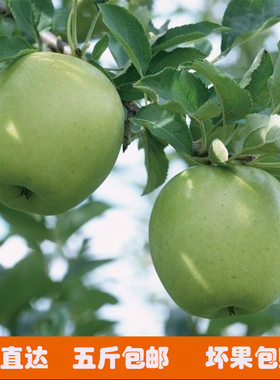 新鲜青苹果水果当季现摘应季水果酸甜孕妇水果脆脆甜甜的青苹果