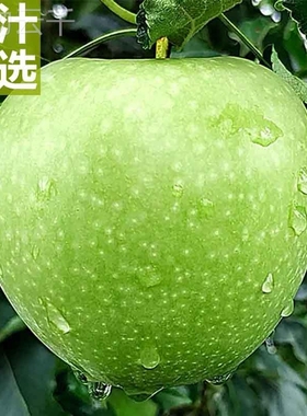 陕西青苹果新鲜水果9斤当季现摘绿小苹果王林孕妇酸脆甜整箱包邮