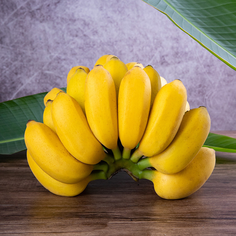 广西小米蕉新鲜水果海南青香蕉粉苹果芭蕉自然熟禁止焦虑10斤包邮