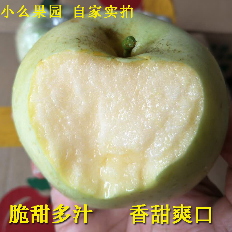 【现货】山东正宗奶油青苹果新鲜孕妇水果现摘五斤装包邮脆甜多汁
