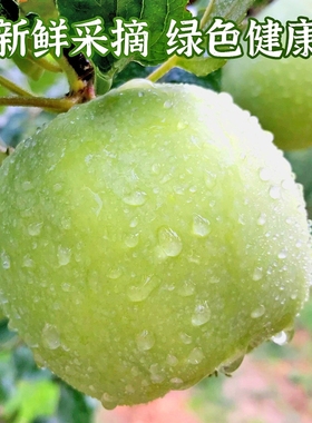 【热卖】青苹果新鲜酸脆孕妇水果低糖水果应季孕妇酸脆水果青苹果