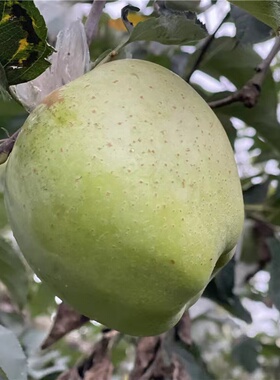 印度青苹果新鲜水果丑苹果有干疤介意者慎拍