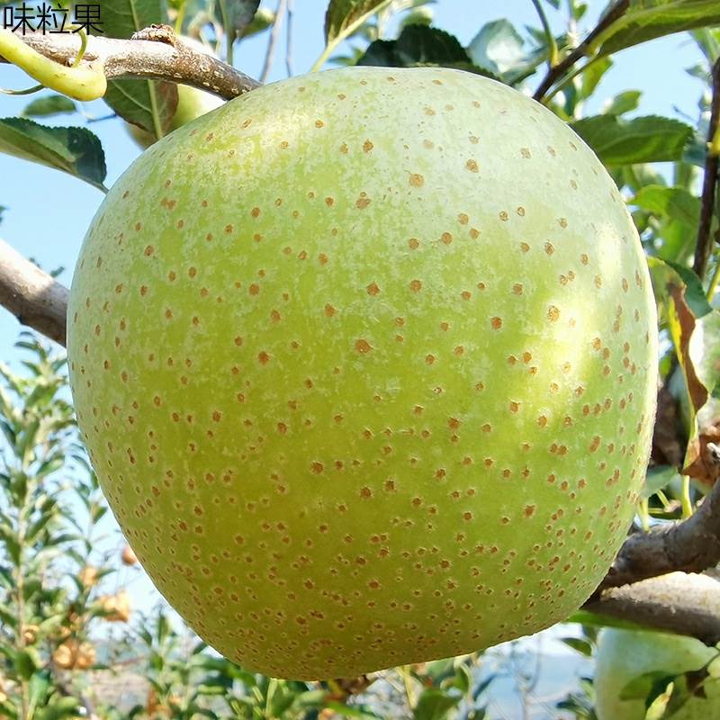玉林青苹果新鲜应季水果现摘现发甜脆爽口孕妇酸甜5斤青苹果现货