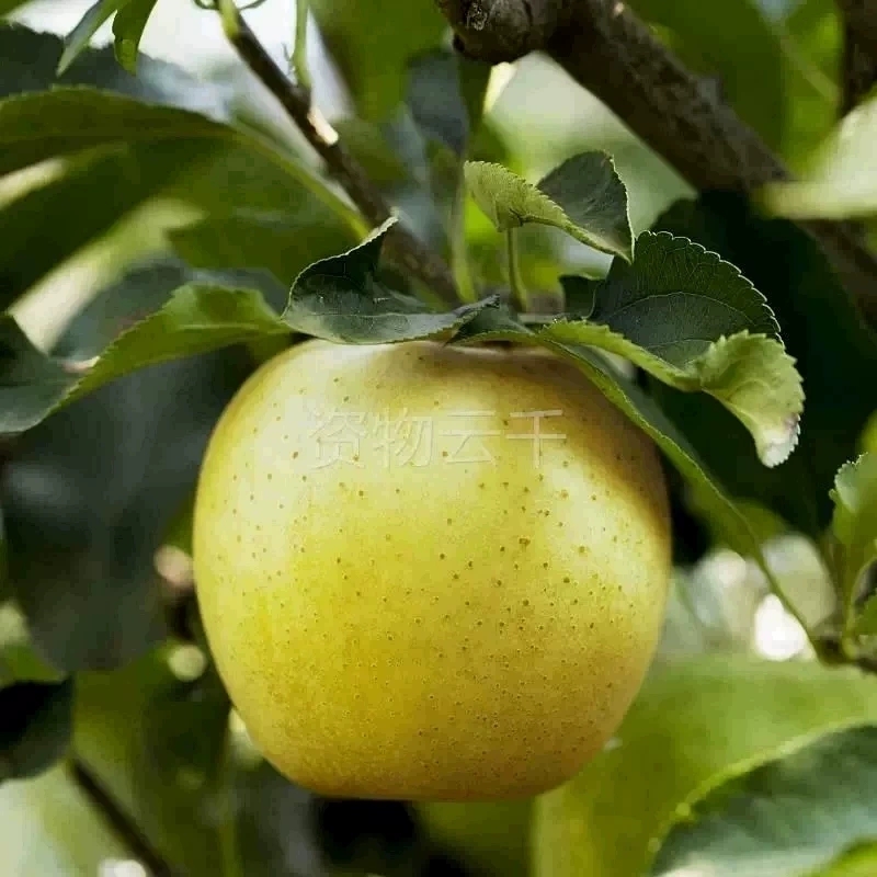 烟台 王林苹果 青苹果 新鲜水果 脆甜 应季大果 甜苹果 5斤