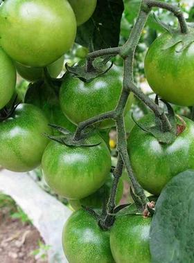 青苹果樱桃小番茄种珍珠水果孑阳台籽串西红柿收子绿春季圣女果种