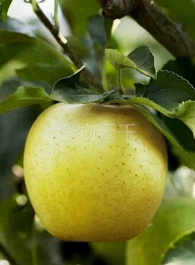烟台 王林苹果 青苹果 新鲜水果 脆甜 应季大果 甜苹果 5斤
