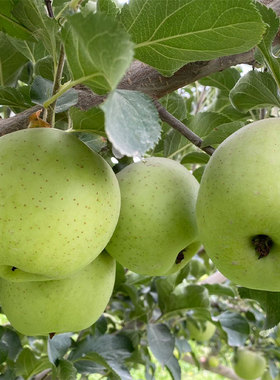 新疆特产王林青苹果水果新鲜当季整箱5斤脆甜现摘丑苹果雀斑美人