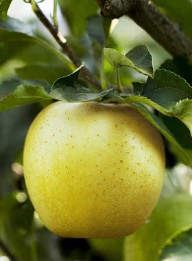 鲜御烟台青森王林苹果青苹果水果新鲜脆甜当季甜苹果整箱丑苹果